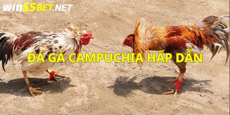 Đá gà campuchia bộ môn được yêu thích