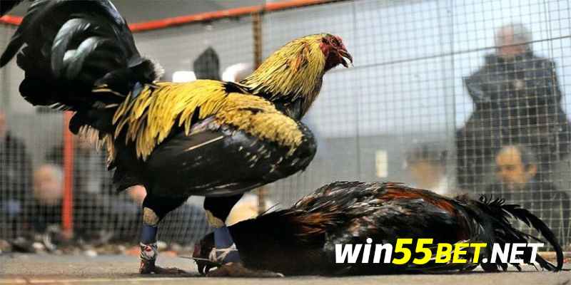 Đá gà trang Win55 diễn ra liên tục